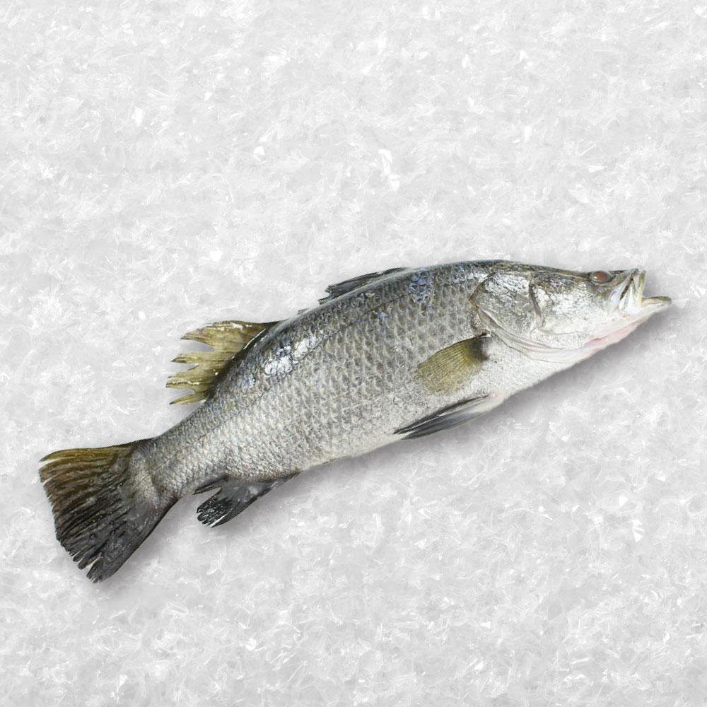 Barramundi Siakap
