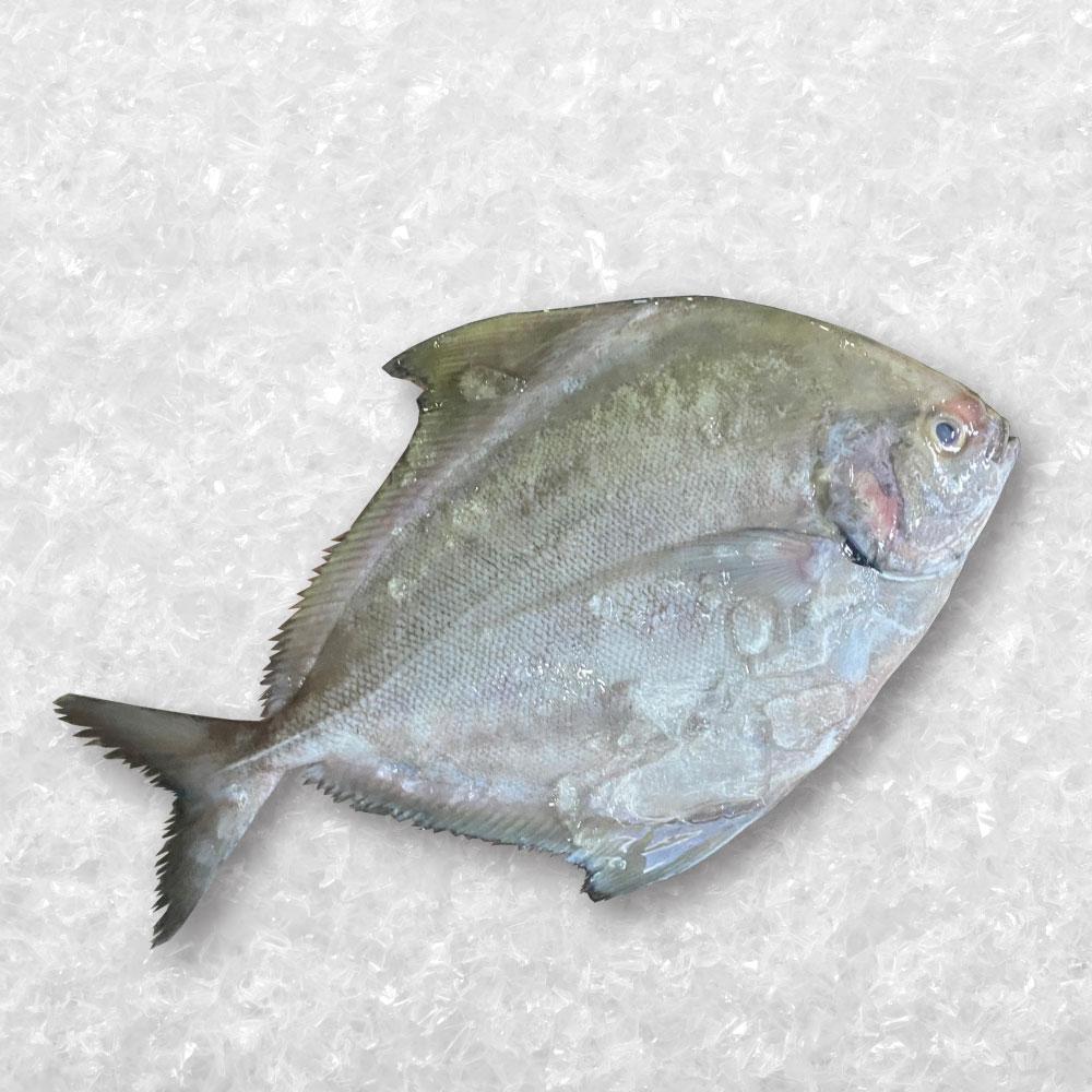 Black Pomfret