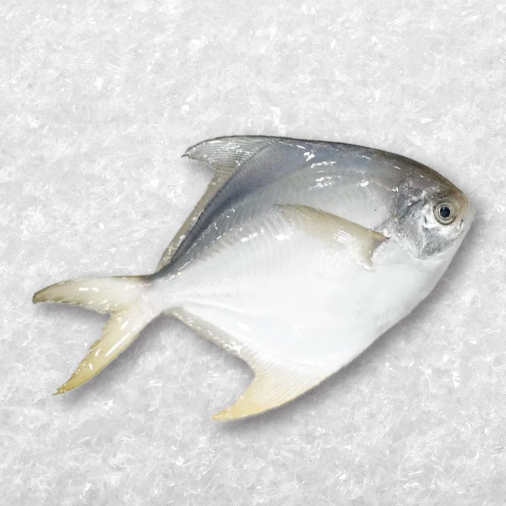 White Pomfret