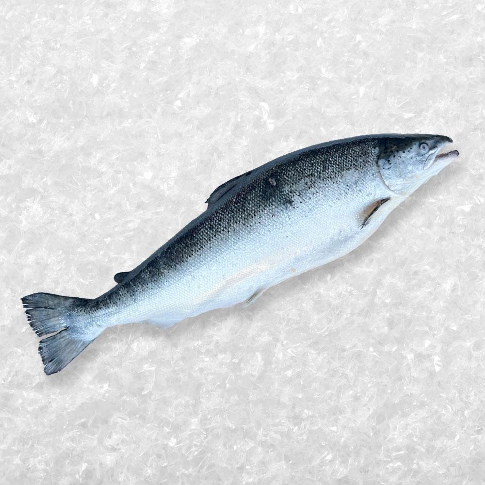 Air-Flown Norwegian Sashimi-Grade [Atlantic Salmon]