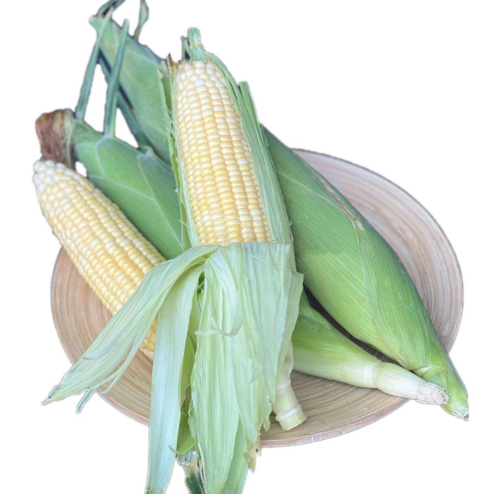 Local Sekinchan Sweet Corn