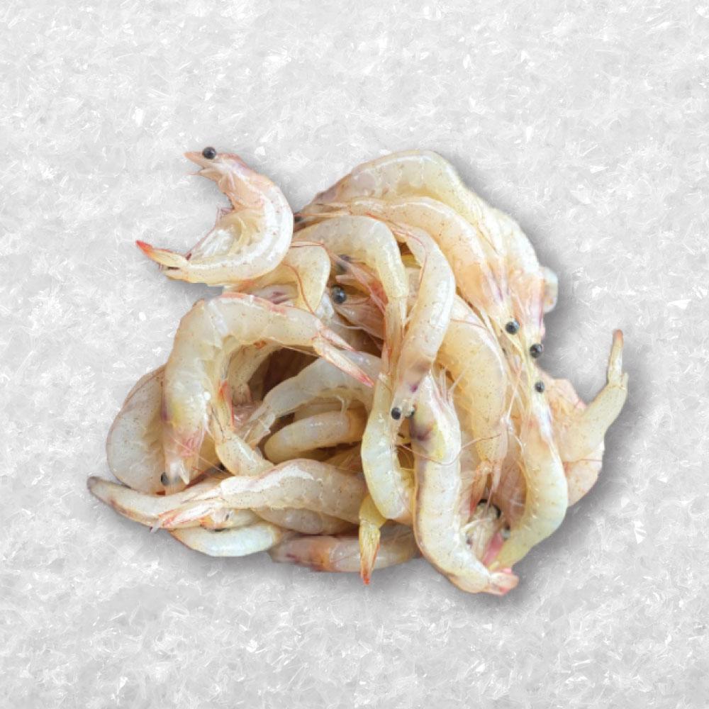 White Prawn /
