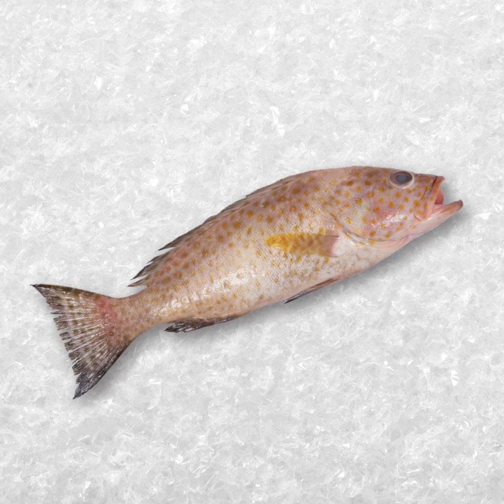 Longfin Grouper /