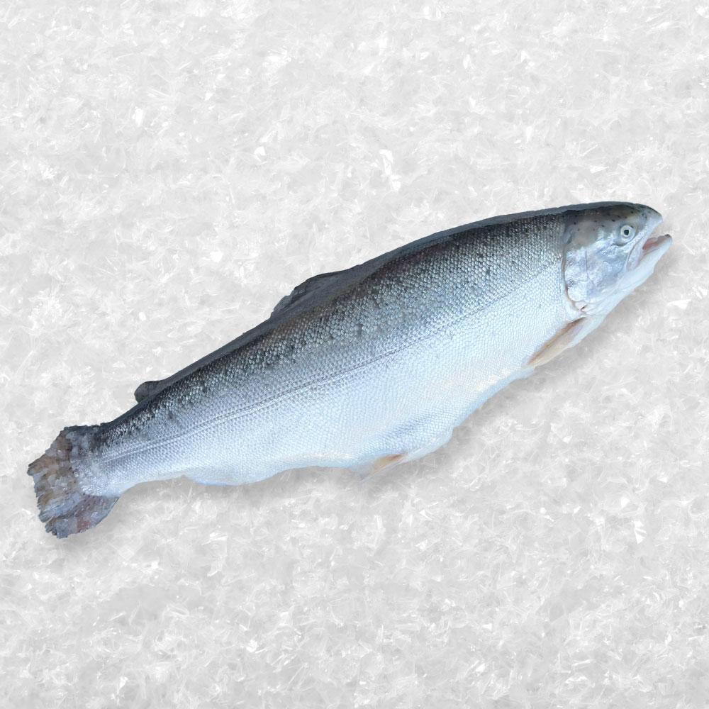 Air-Flown Norwegian Sashimi-Grade [Fjord Trout]